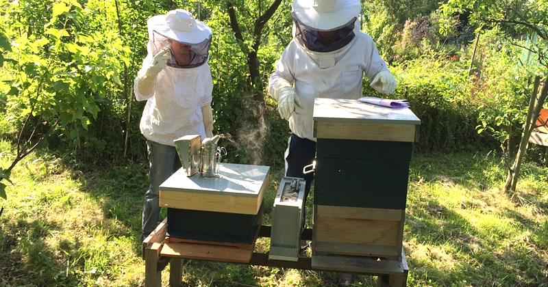 beekeeping at home