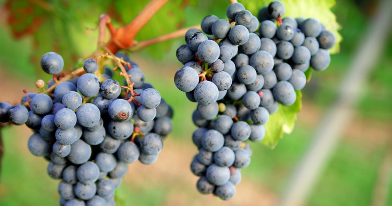grapes winemaking